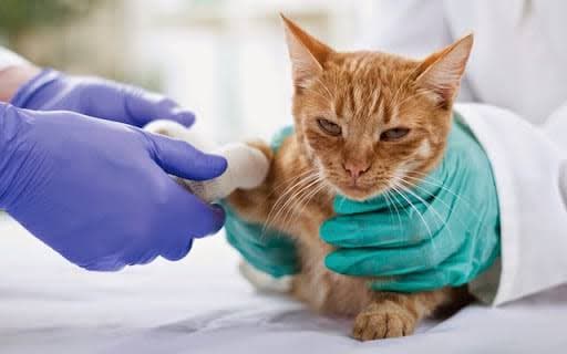 عيادة بيطرية طوارئ