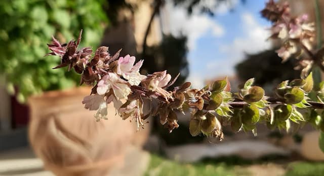 ستوديو العريـس2